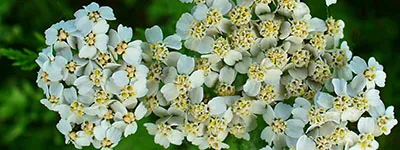 Leanotox Achillea millefolium