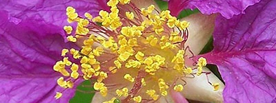 Leanotox  Lagerstremia speciosa