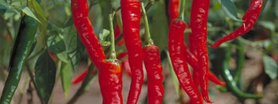 Leanotox Capsicum Annuum