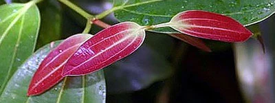 Leanotox Cinnamomum Aromaticu