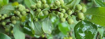 Leanotox Commiphora Mukul