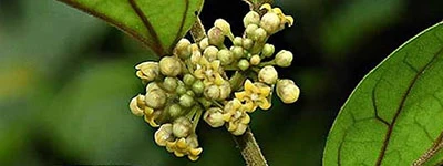 Leanotox Gymnema sylvestre