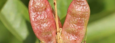 Leanotox Glycyrrhiza glabra