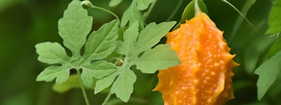 Leanotox Momordica charantia